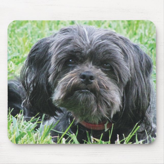 Mousepad Affenpinscher (Frente)