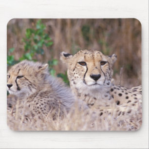 Mousepad África, África do Sul, Reserva Tswalu. Guepardos