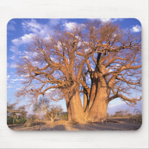 Mousepad África, Botsuana, Delta do Okavango. Baobá