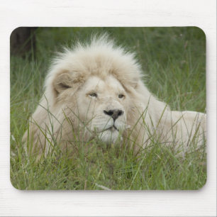 Mousepad África do Sul, Londres Oriental, Privada Inkwenkwe