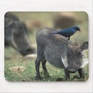 Mousepad África do Sul, Pilanesburg GR, Facão-do-mato