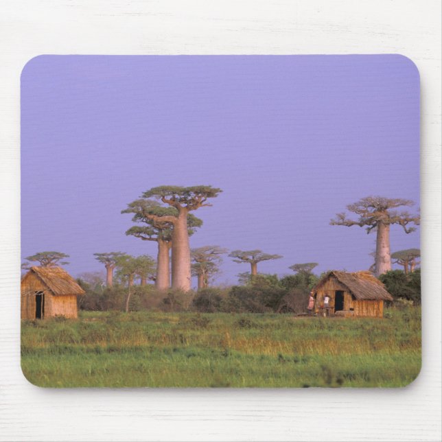 Mousepad África, Madagáscar, Morondava. Baobás (Frente)