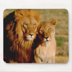 Mousepad África, Namíbia, Okonjima. Leão & leoa