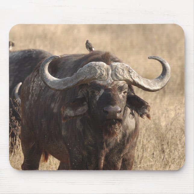 Mousepad África - O boi com grande corno (Frente)
