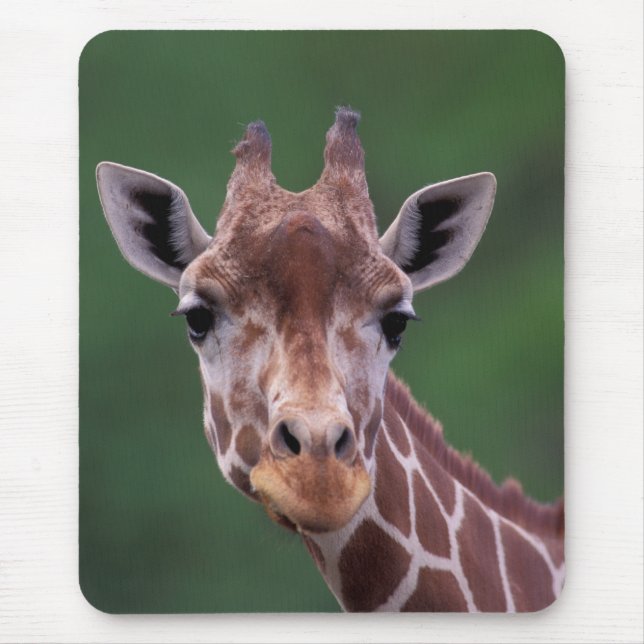 Mousepad África, Quênia, Impala Ranch. Reticulada (Frente)