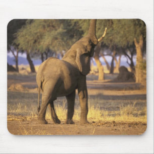 Mousepad África, Quênia, Masai Mara. Elefante (Loxodonta
