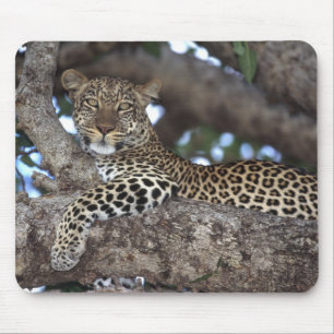 Mousepad África. Quênia. Masai Mara. Leopardo (Panthera