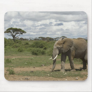 Mousepad África, Quênia, Parque Nacional de Amboseli, elefa