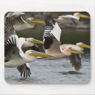 Mousepad África. Quênia. Pelicanos brancos em voo no Lago