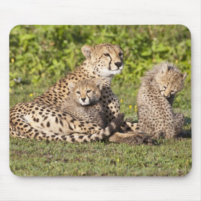 Mousepad África. Tanzânia. Chita mãe e filhotes 2 (Frente)