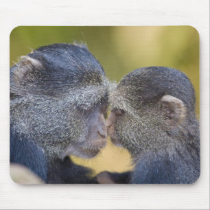 Mousepad África. Tanzânia. Mãe de macaco azul com filhote