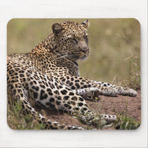 Mousepad África, Tanzânia, Serengeti. Leopardo