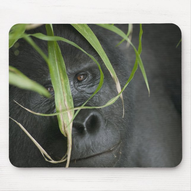 Mousepad África, Uganda, Bwindi (Frente)