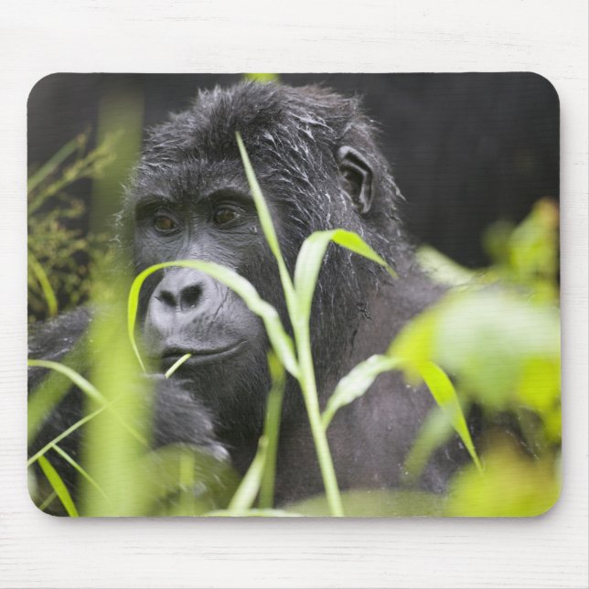 Mousepad África Uganda, Bwindi (Frente)