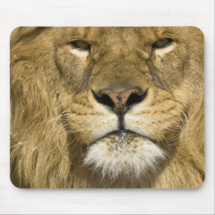 Mousepad African Barbary Lion, Panthera leo leo, um dos