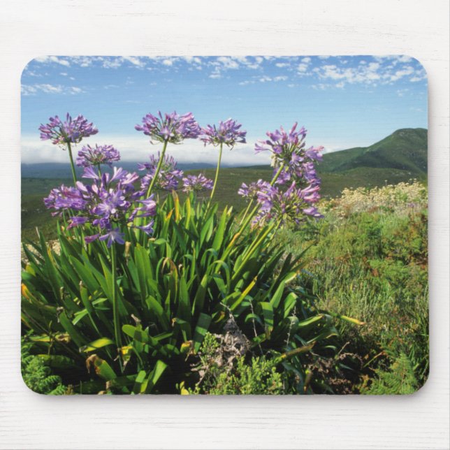 Mousepad African Lily (Agapanthus praecox), Mossel Bay (Frente)