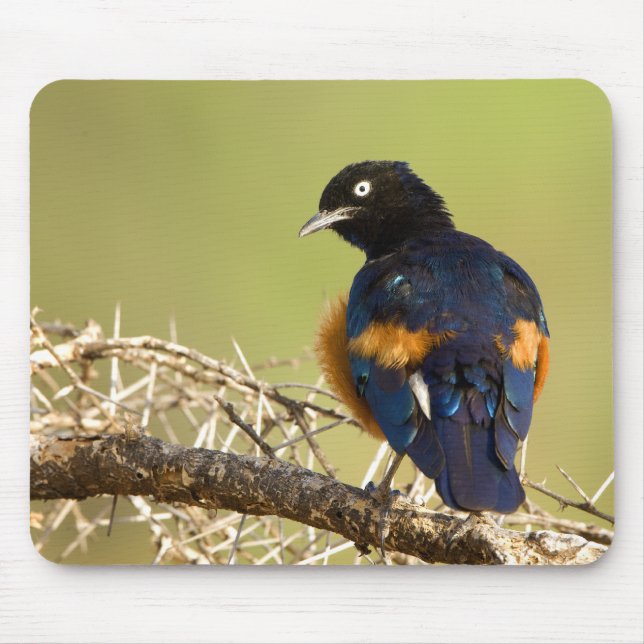 Mousepad African Starling (Frente)