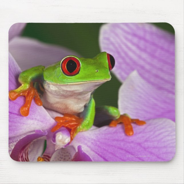 Mousepad Agalychnis callidryas. (Frente)