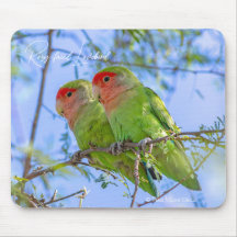 Agapornis roseicollis