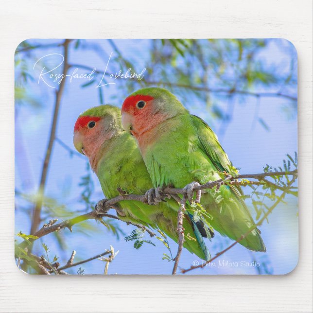 Mousepad Agapornis roseicollis (Frente)