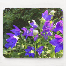 Aglomerado de Campanula (Flores Azuis) —