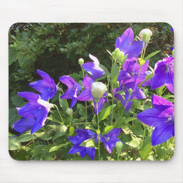 Mousepad Aglomerado de Campanula (Flores Azuis) — (Frente)