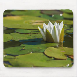 Mousepad Água Lily Blossom