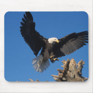 Mousepad águia-careca, Haliaeetus leuccocephalus, aterrissa