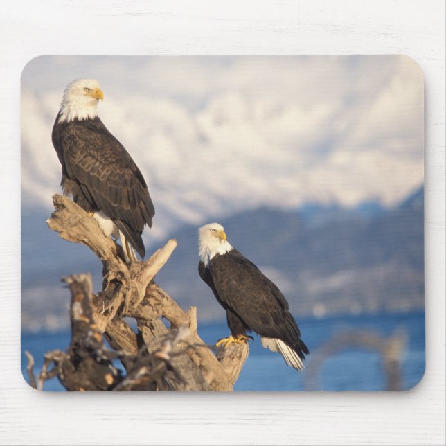 Mousepad águia-careca, Haliaeetus leuccocephalus, casal (Frente)