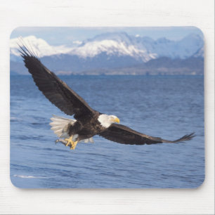 Mousepad águia-pescadora, Haliaeetus leucocephalus, em voo
