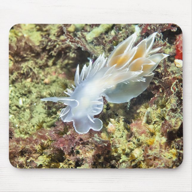 Mousepad Alabaster Nudibranch (Frente)
