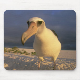 Mousepad Albatroz-de-laysan, Diomedea immutabilis),