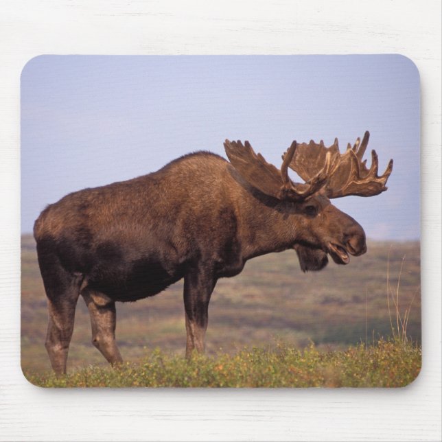 Mousepad alce, Alces alces, touro com grandes chifres (Frente)