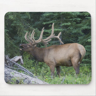 Mousepad Alce bramando no Parque Nacional Banff, Canadá.