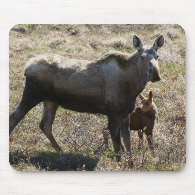 Mousepad Alce Fêmea do Alasca com Bezerro (Frente)