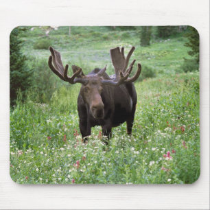 Mousepad Alce macho Alces alces) em flores silvestres,