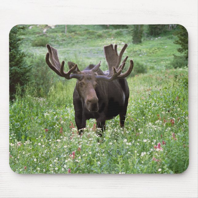 Mousepad Alce macho Alces alces) em flores silvestres, (Frente)