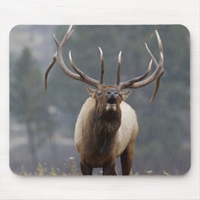 Mousepad Alce macho bramando, Yellowstone NP, Wyoming 2 (Frente)