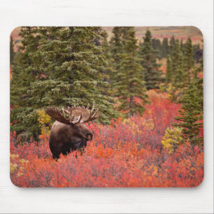 Mousepad Alce Macho em Bétula-anã Vermelha