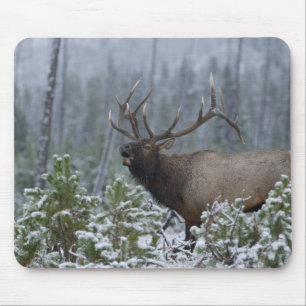 Mousepad Alce macho na neve chamando, buglando, Yellowstone