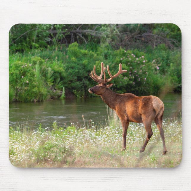 Mousepad Alce macho no National Bison Range, Montana 2 (Frente)