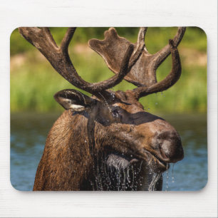 Mousepad Alce macho se alimentando no Parque Nacional Glaci