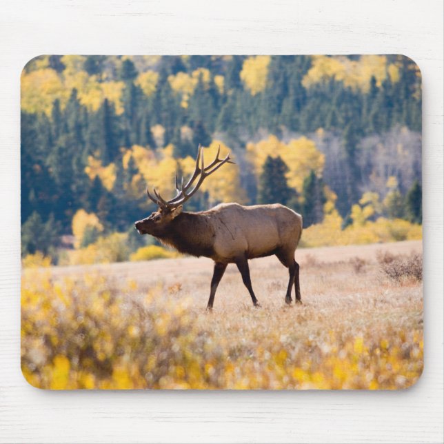 Mousepad Alce no Parque Nacional das Montanhas Rochosas, Co (Frente)