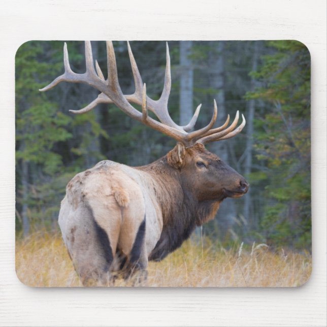 Mousepad Alce Rocky Mountain macho (Frente)