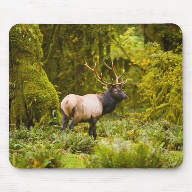 Mousepad Alce Roosevelt Touro em Pé no Prado (Frente)