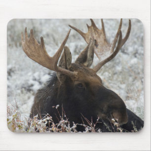 Mousepad Alce-Touro de Shiras
