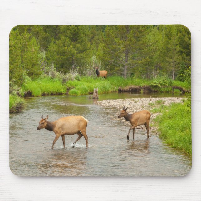 Mousepad Alces cruzando o rio Colorado (Frente)