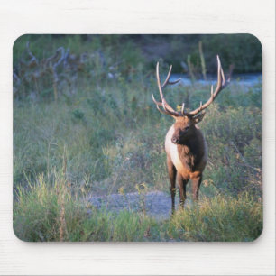 Mousepad Alces de Bull