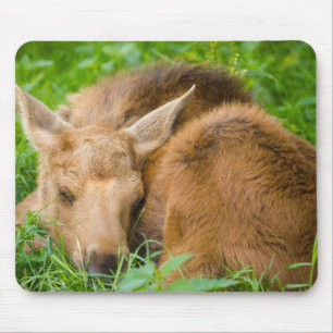 Mousepad Alces do bebê que dormem na grama, animal do beb