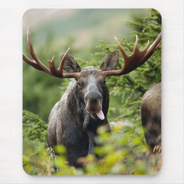 Mousepad Alces engraçados de Bull (Frente)